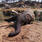 Охота на слона – $28500