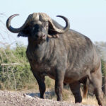 Охота на буйвола – $9900