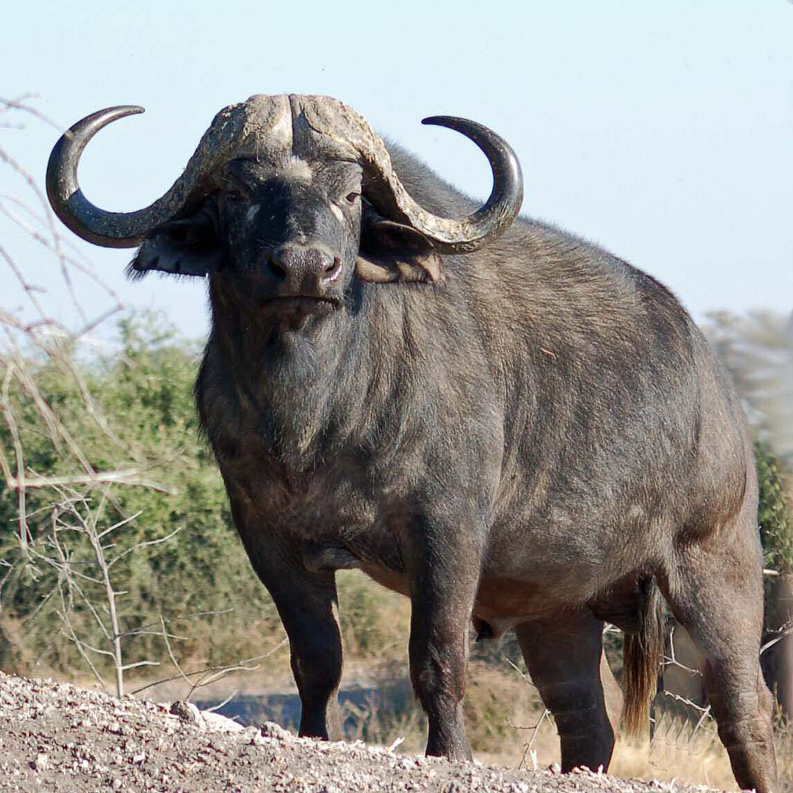 Подробнее о статье Охота на буйвола – $9900