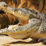 Охота на крокодила