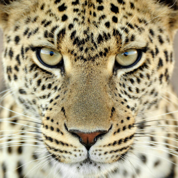 Охота на леопарда