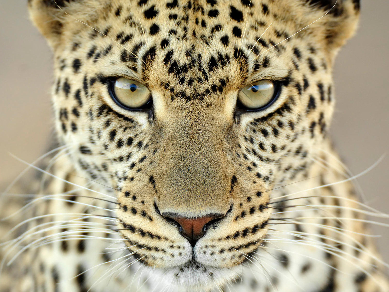 Подробнее о статье Охота на леопарда – $19000