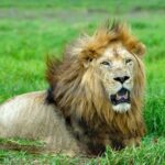 Охота на льва – $18500